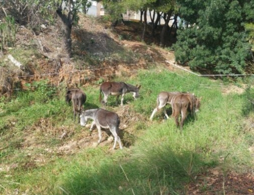 El Ayuntamiento de Marratxí lleva a cabo la limpieza de los torrentes Gros y Coanegra