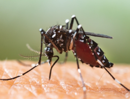 El Ayuntamiento de Marratxí intensifica la lucha contra el mosquito tigre con inspecciones gratuitas a domicilio