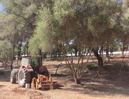 Marratxí saneja els bosquets d’Es Garrovers i Sant Marçal per prevenir incendis i recuperar espais per l’esbarjo veïnal