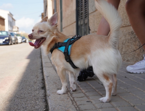 Marratxí impulsa una campaña para eliminar los excrementos de perros de la vía pública